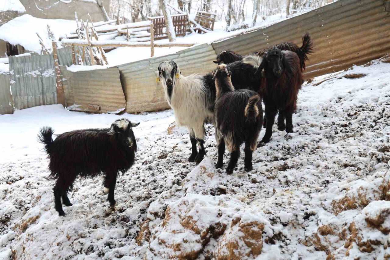 ADANA’NIN FEKE İLÇESİNDE HAYVANCILIKLA GEÇİMİNİ SAĞLAYAN ÜRETİCİLER, SON YILLARDA ARTAN KURT...