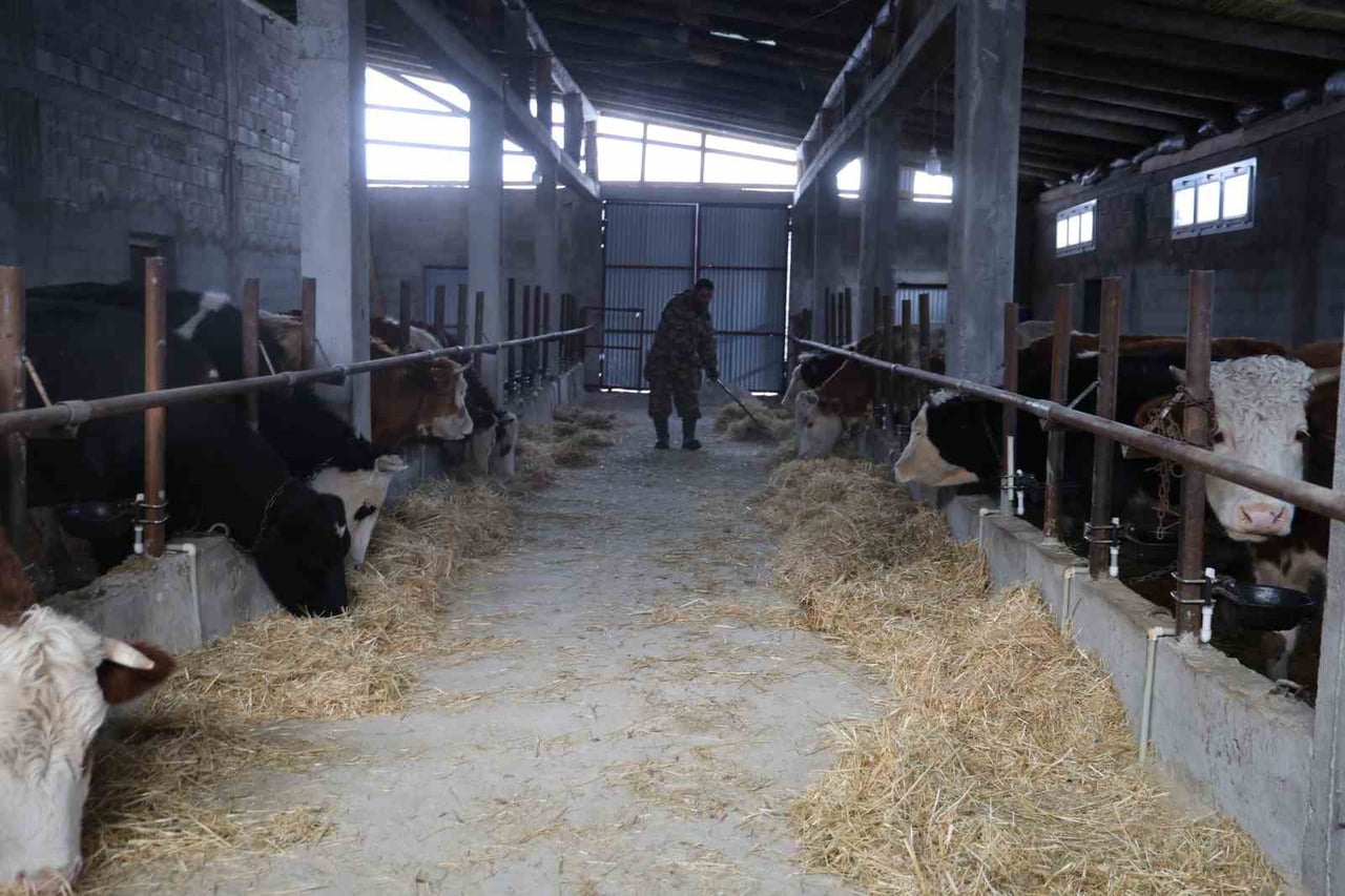 ADANA’NIN FEKE İLÇESİNDE HAYVANCILIKLA GEÇİMİNİ SAĞLAYAN ÜRETİCİLER, SON YILLARDA ARTAN KURT...