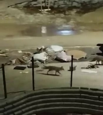 ADIYAMAN’DA, AÇ KALAN TİLKİLER YERLEŞİM ALANINDAKİ ÇÖPLERDE YİYECEK ARADI.