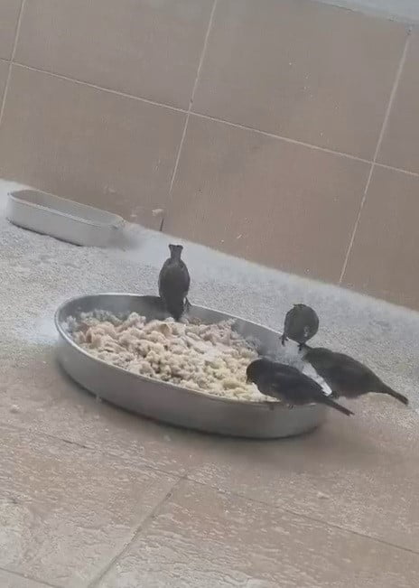 ADIYAMAN’DA BİRKAÇ GÜNDÜR ETKİLİ OLAN KAR YAĞIŞI DOLAYISIYLA VATANDAŞLAR, SOKAK HAYVANLARINI...