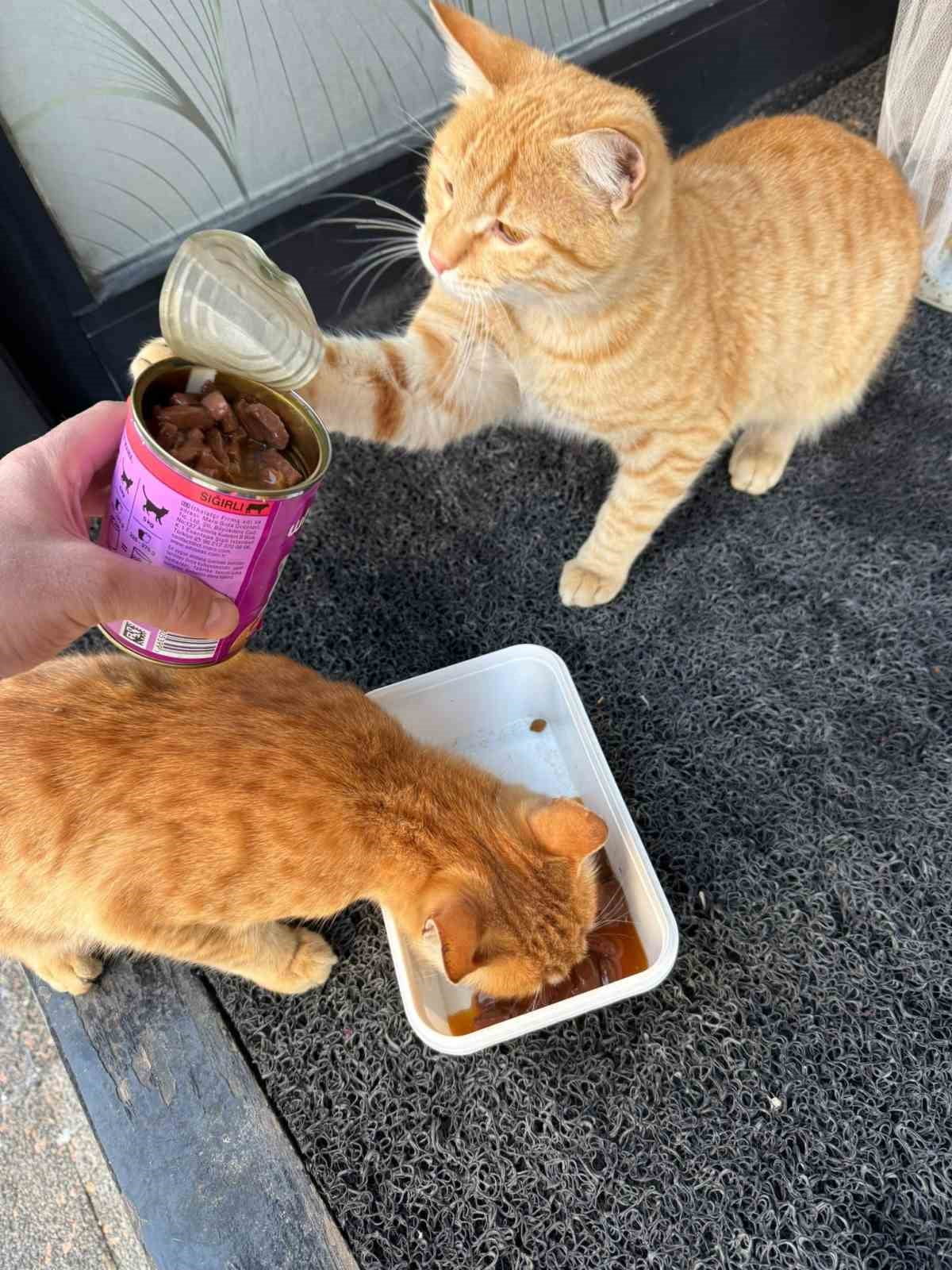 ADIYAMAN’DA BİRKAÇ GÜNDÜR ETKİLİ OLAN KAR YAĞIŞI DOLAYISIYLA VATANDAŞLAR, SOKAK HAYVANLARINI...