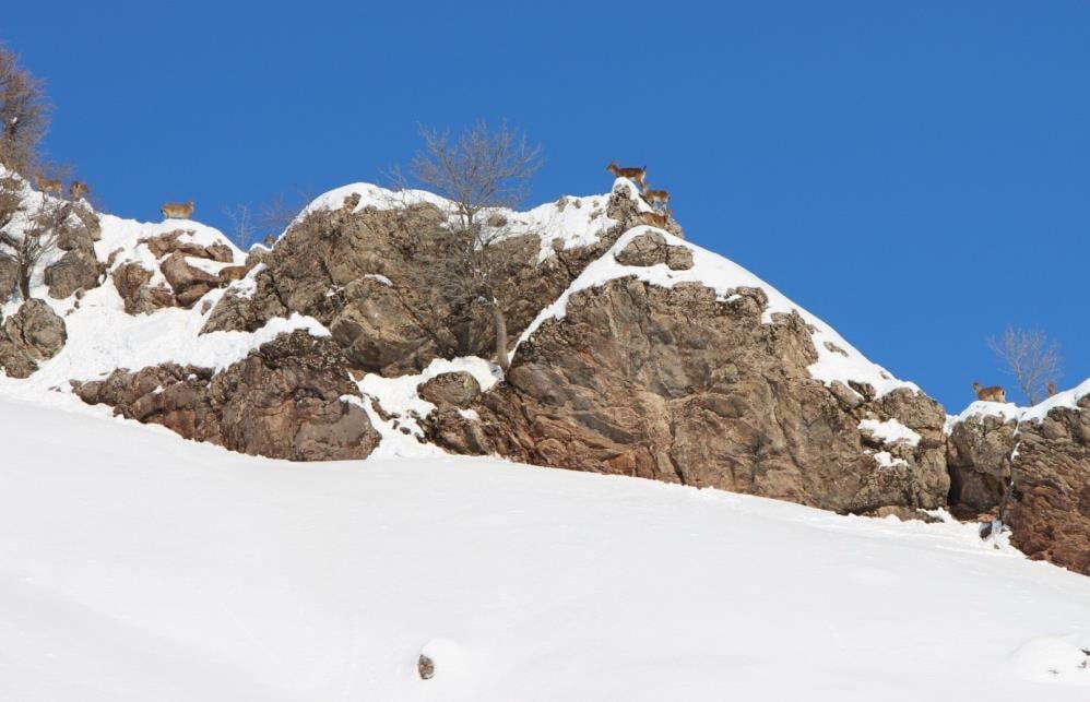 ADIYAMAN’DA YABAN KEÇİLERİ HAVADAN KAR ÜZERİNDE KALABALIK BİR ŞEKİLDE GÖRÜNTÜLENDİ.