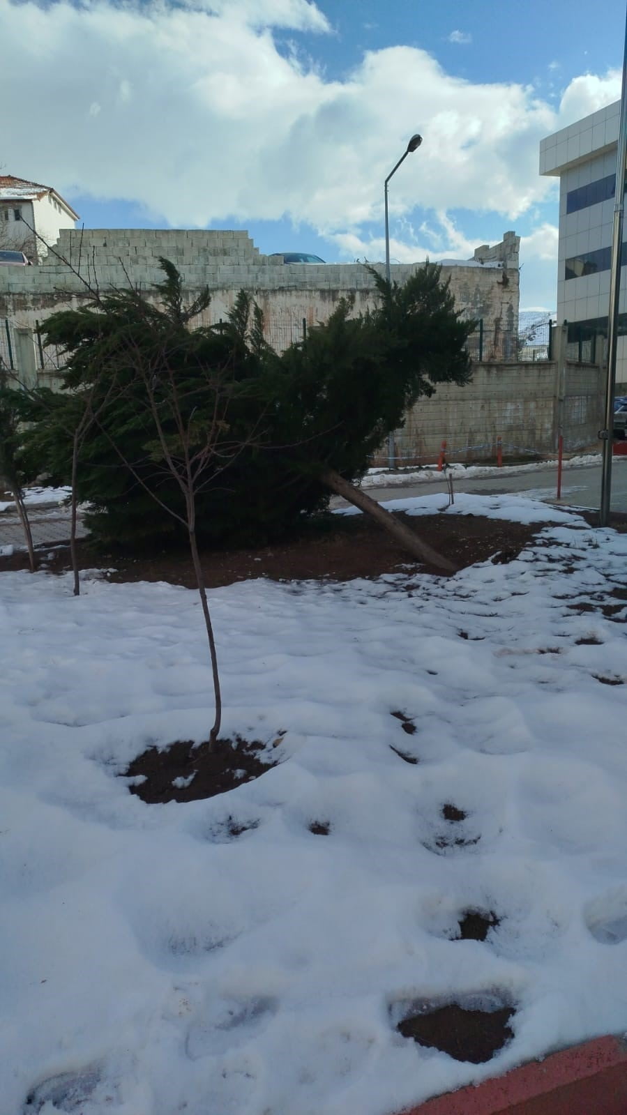 ADIYAMAN’IN GÖLBAŞI İLÇESİNDE ETKİLİ OLAN ŞİDDETLİ RÜZGAR, HASTANE BAHÇESİNDE BULUNAN BÜYÜK ÇAM...