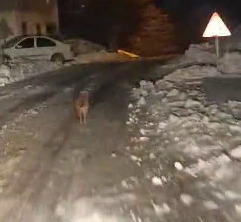 ADIYAMAN’IN SİNCİK İLÇESİNDE KURT GÖRÜNTÜLENDİ.