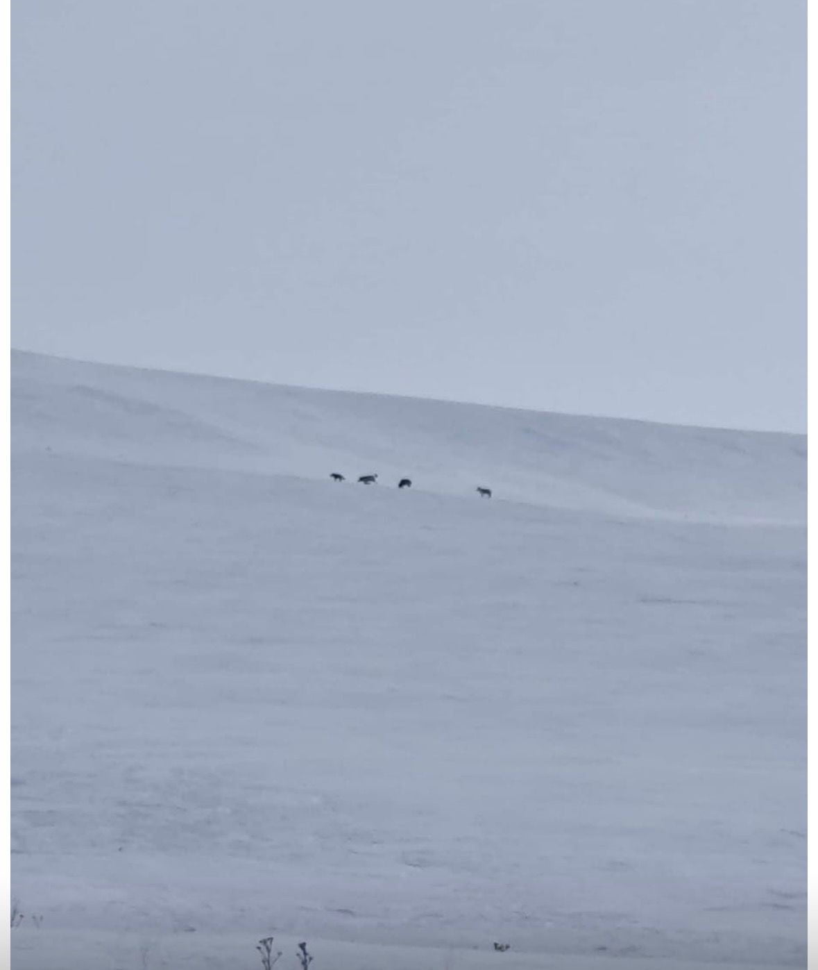 AĞRI'NIN DİYADİN İLÇESİNDE ETKİLİ OLAN YOĞUN KAR YAĞIŞININ ARDINDAN KIRSAL ALANDA KURT SÜRÜSÜ...
