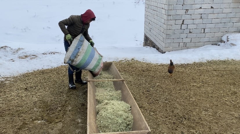 AĞRI'NIN PATNOS İLÇESİNDE BESİCİLER, KAR YAĞIŞI VE SOĞUK HAVADA MERAYA ÇIKARAMADIKLARI...