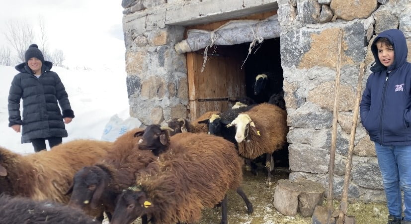 AĞRI'NIN PATNOS İLÇESİNDE BESİCİLER, KAR YAĞIŞI VE SOĞUK HAVADA MERAYA ÇIKARAMADIKLARI...