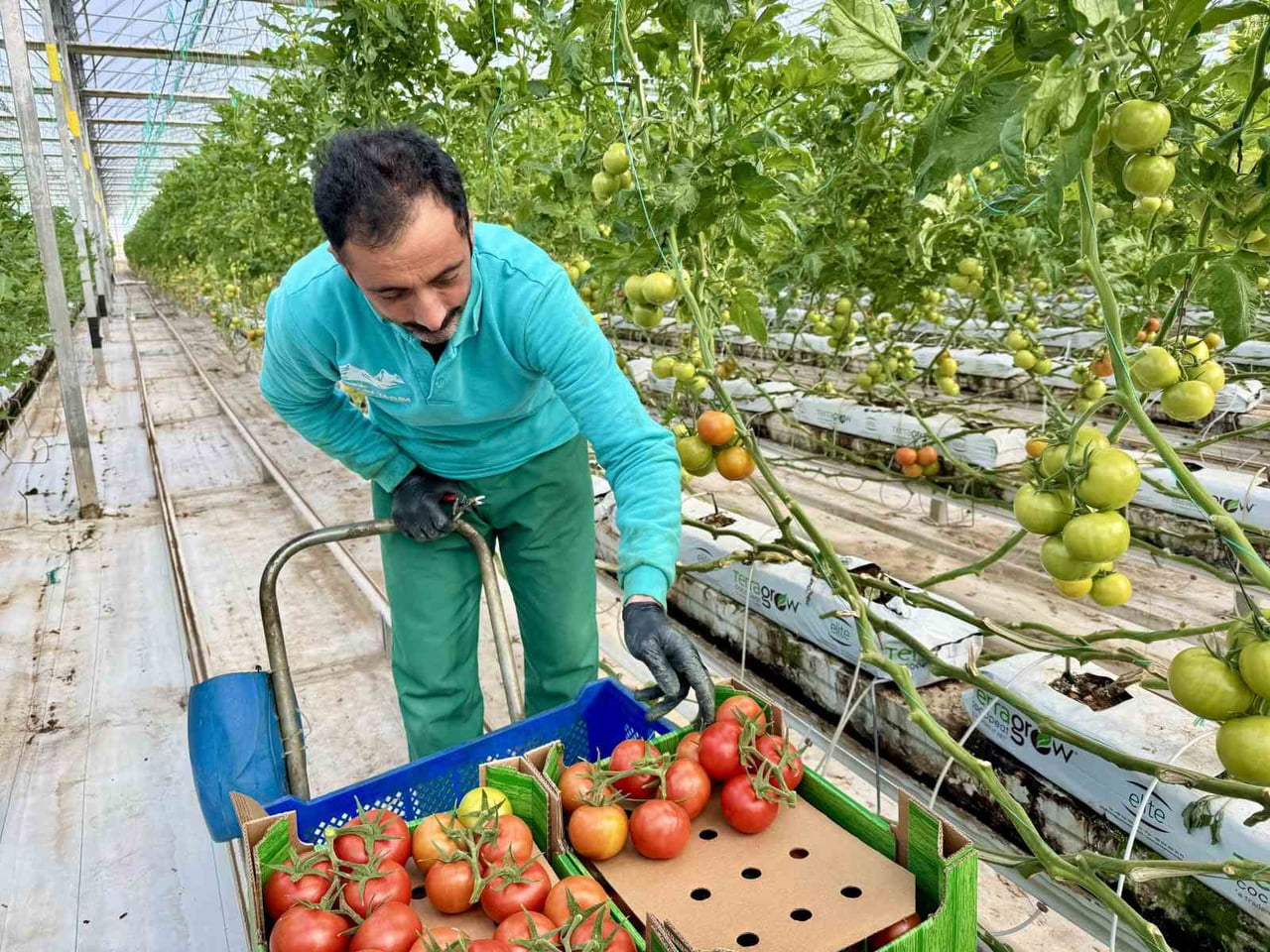 AĞRI’DA, JEOTERMAL SERADA ÜRETİLEN ÜRÜNLER AVRUPA PAZARINA AÇILIYOR