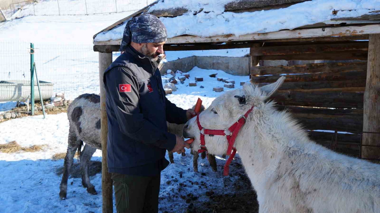 ANKARA'NIN ÇUBUK İLÇESİNDE YAŞAYAN ÖZGÜR PEŞTANLI; KURTLARDAN KÖPEKLERE, ATLARDAN EŞEKLERE KADAR...