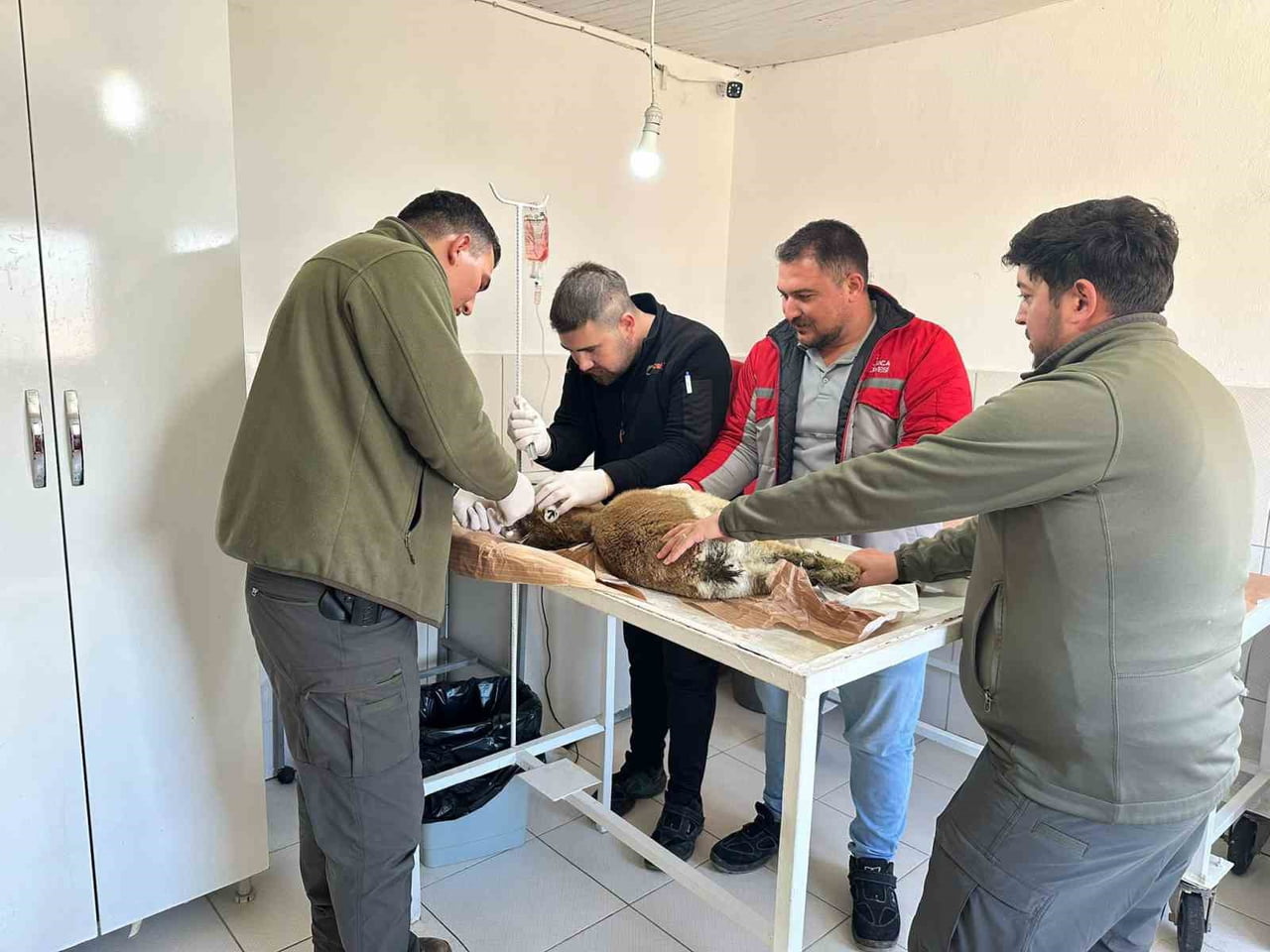 ANTALYA'NIN FİNİKE İLÇESİNE BAĞLI YALNIZ MAHALLESİ KIRSALINDA BİTKİN HALDE BULUNAN YABAN KEÇİSİ...