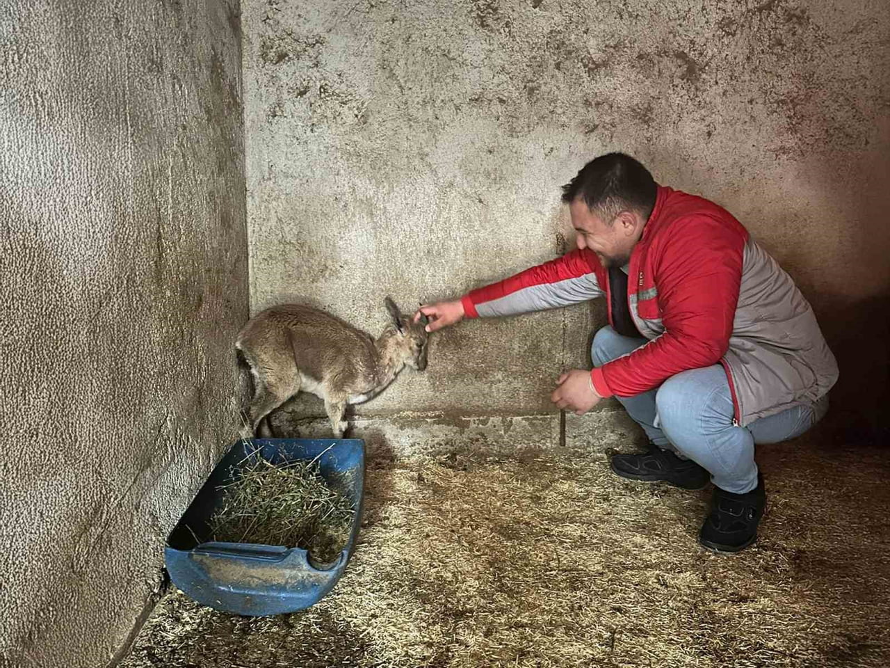 ANTALYA'NIN FİNİKE İLÇESİNE BAĞLI YALNIZ MAHALLESİ KIRSALINDA BİTKİN HALDE BULUNAN YABAN KEÇİSİ...