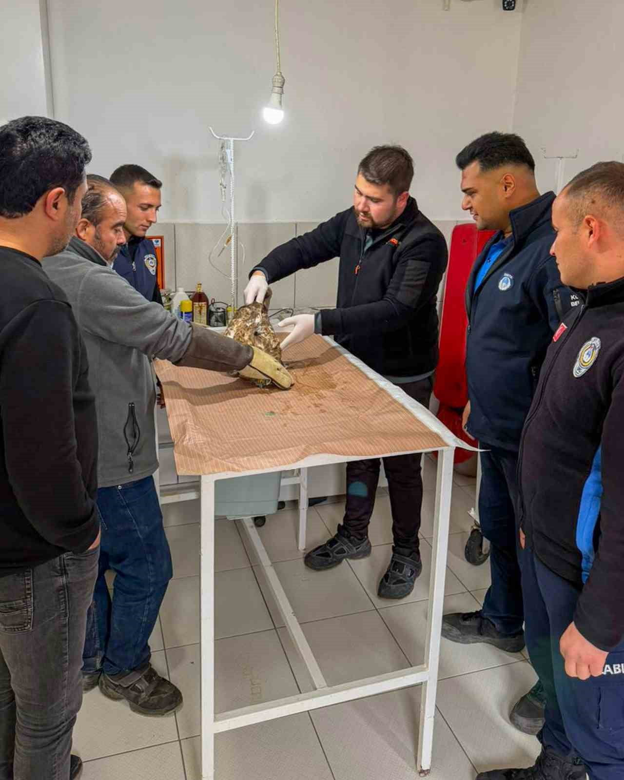 ANTALYA'NIN KUMLUCA İLÇESİNDE ZABITA  TARAFINDAN İLÇE MERKEZİNDE YARALI HALDE BULUNAN ATMACA...