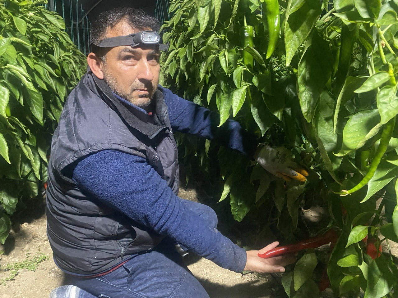 ANTALYA’DA HAVA SICAKLIKLARININ GECE SAATLERİNDE DÜŞMESİYLE BİRLİKTE ÜRETİCİLER, ÜRÜNLERİNİ DONDAN...