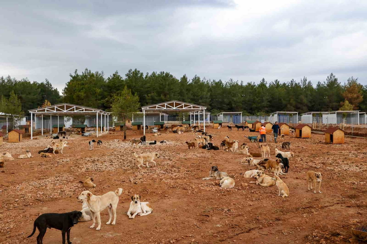 ANTALYA’DA YAŞAYAN SAHİPSİZ CAN DOSTLARI İÇİN TÜRKİYE’NİN EN MODERN TESİSLERİNDEN BİRİ OLAN SOKAK...