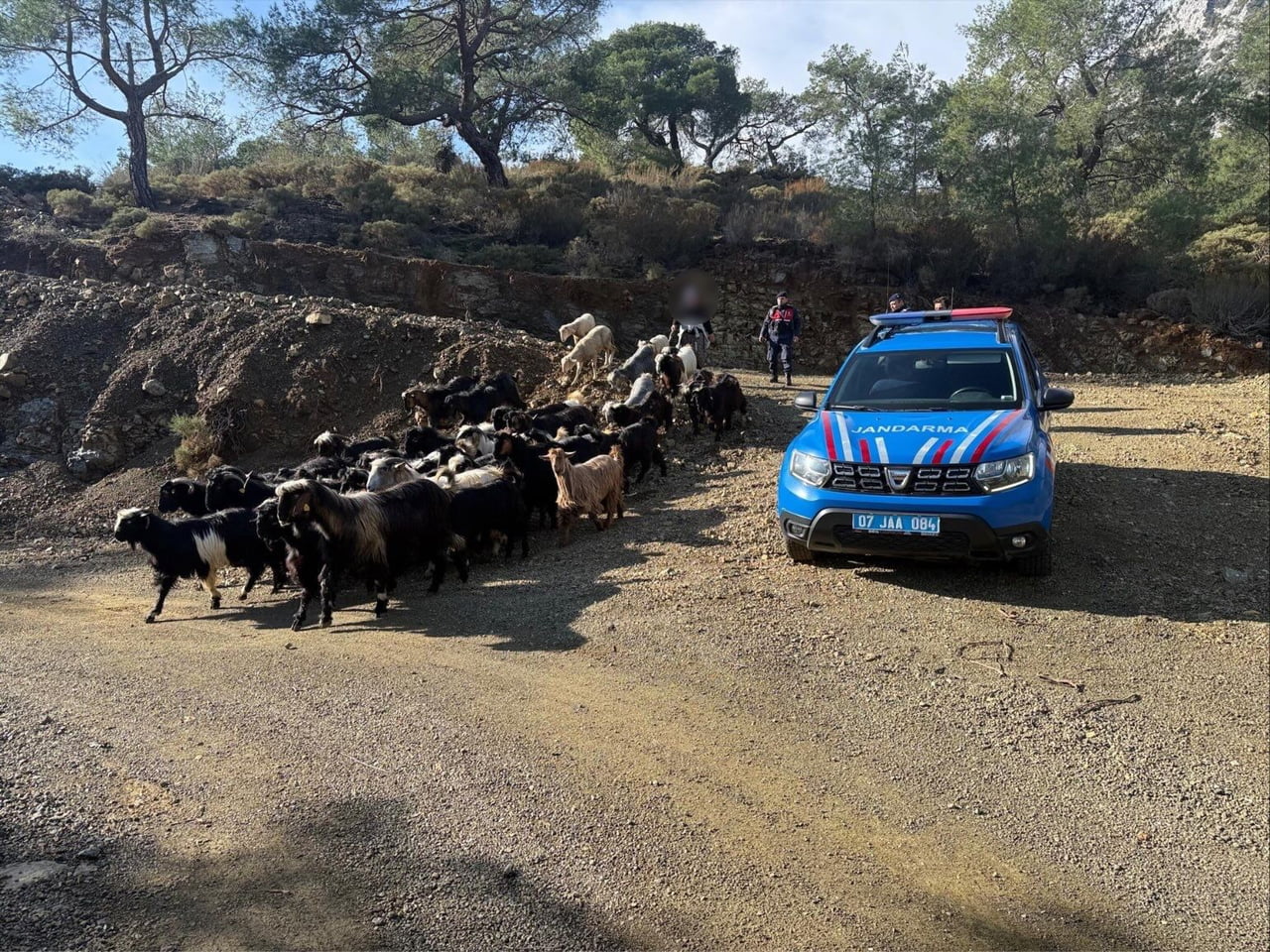 ANTALYA’NIN AKSU İLÇESİNDE YOĞUN YAĞIŞ NEDENİYLE KAYBOLAN 55 KÜÇÜKBAŞ HAYVAN, JANDARMANIN ZORLU...