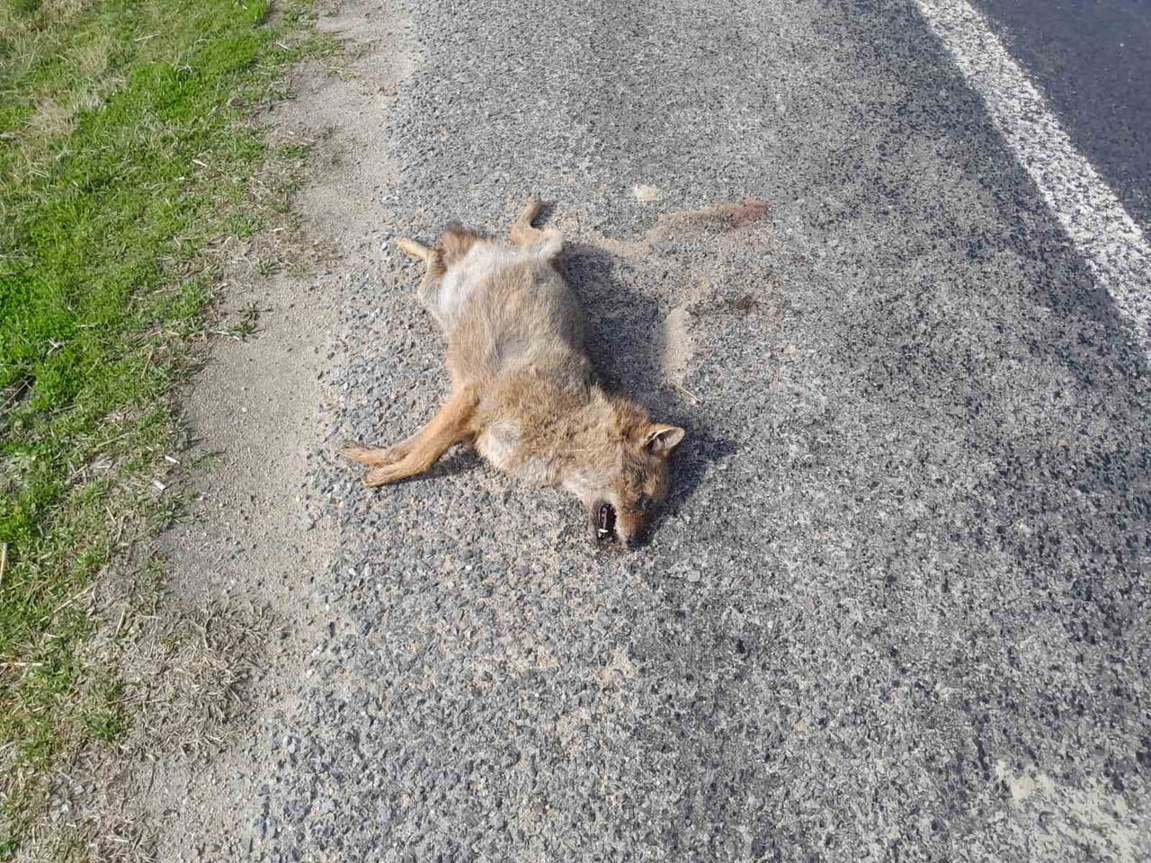 ARACIN ÇARPTIĞI TİLKİ TELEF OLDU