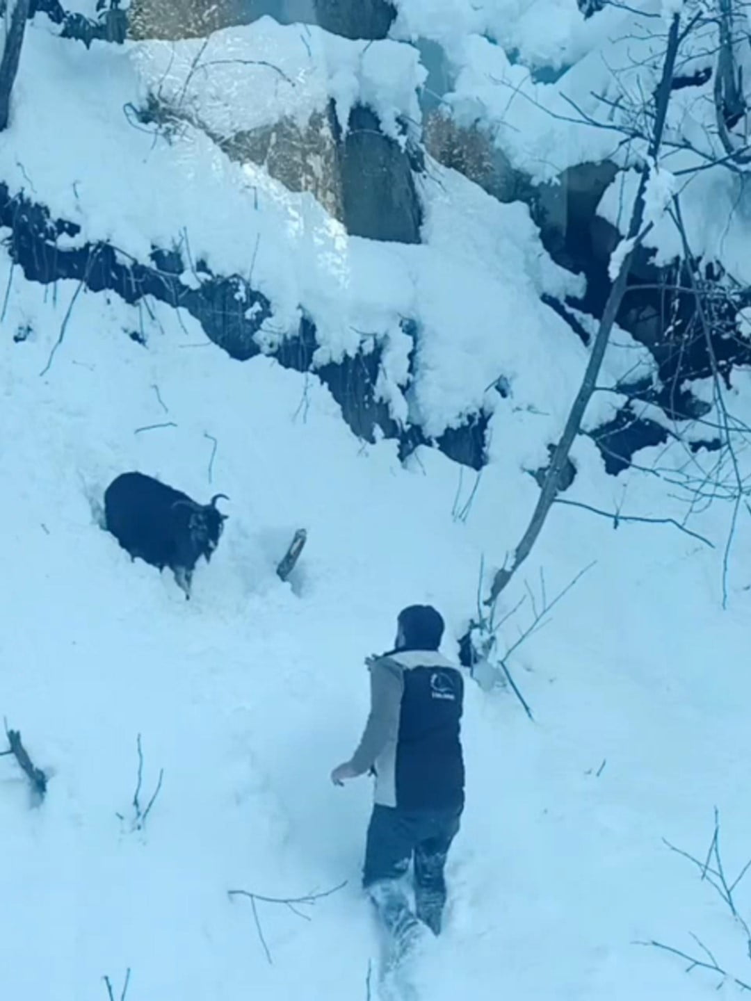 ARDEŞEN’DE KARDAN KAPANAN YOLDA ÇALIŞMA YAPAN OPERATÖR, KAYBOLAN KEÇİYİ İŞ MAKİNESİNE ALARAK...