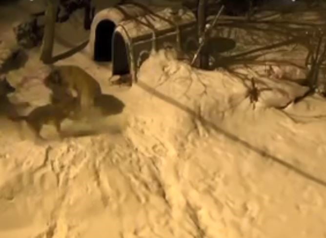 ARTVİN'İN ŞAVŞAT İLÇESİNDE 'MEKS' İSİMLİ BEKÇİ KÖPEĞİ, GECE KÖYE İNEN 6 KURDA KARŞI KOYARAK...