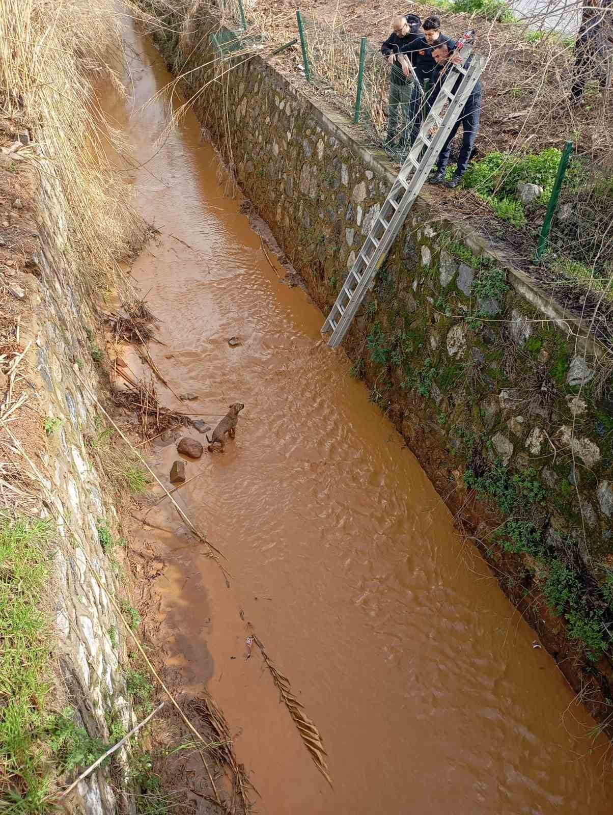 AYDIN'IN EFELER İLÇESİNDE SULAMA KANALINA DÜŞEN KÖPEĞİ AYDIN BÜYÜKŞEHİR BELEDİYESİ İTFAİYE DAİRE...