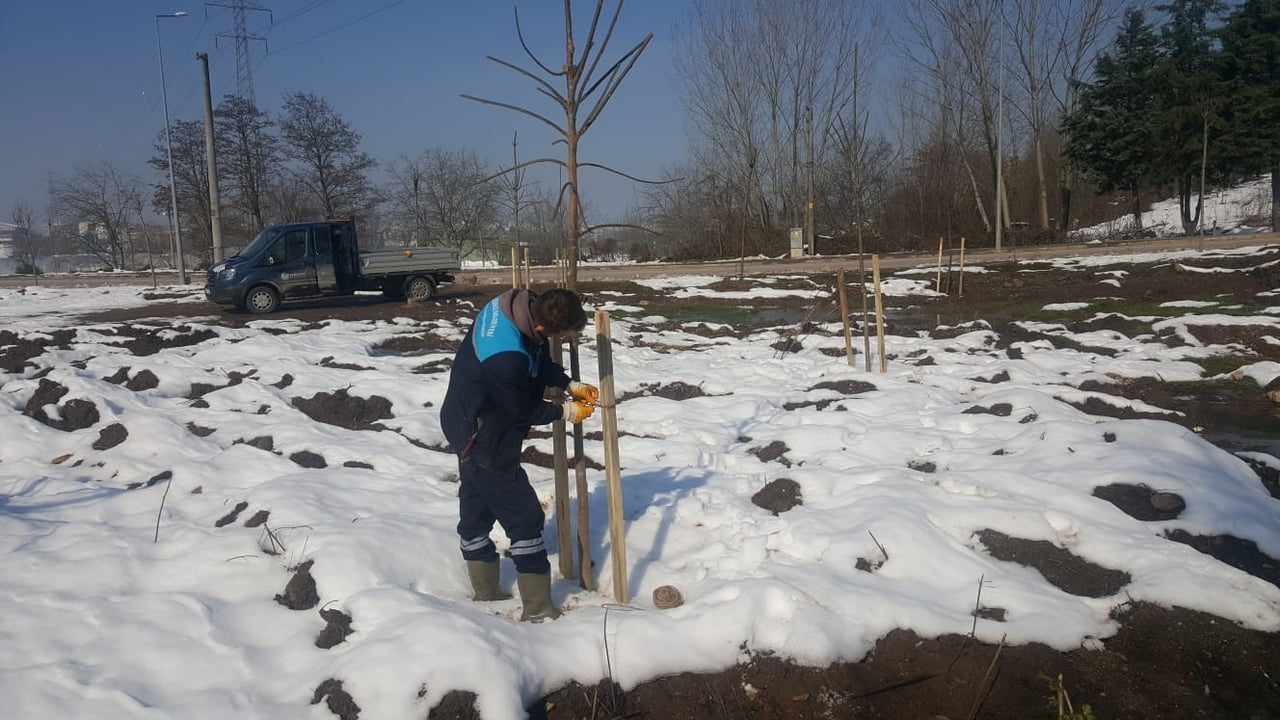 BAŞİSKELE BELEDİYESİ EKİPLERİ, İLÇE GENELİNDEKİ PEYZAJ VE AĞAÇLANDIRMA ÇALIŞMALARINI...