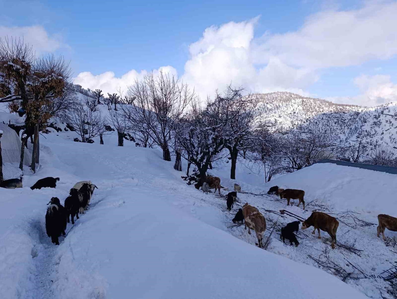 BATMAN'IN SASON VE KOZLUK İLÇELERİNİN YÜKSEK KESİMLERİNDE ETKİLİ OLAN KAR YAĞIŞI NEDENİYLE BAZI...