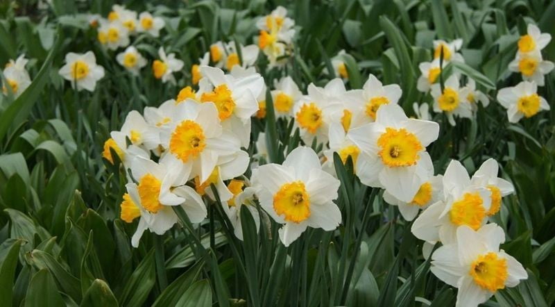 BAYINDIR'DA YETİŞEN NERGİS, BİLİMDE ÖNE ÇIKIYOR