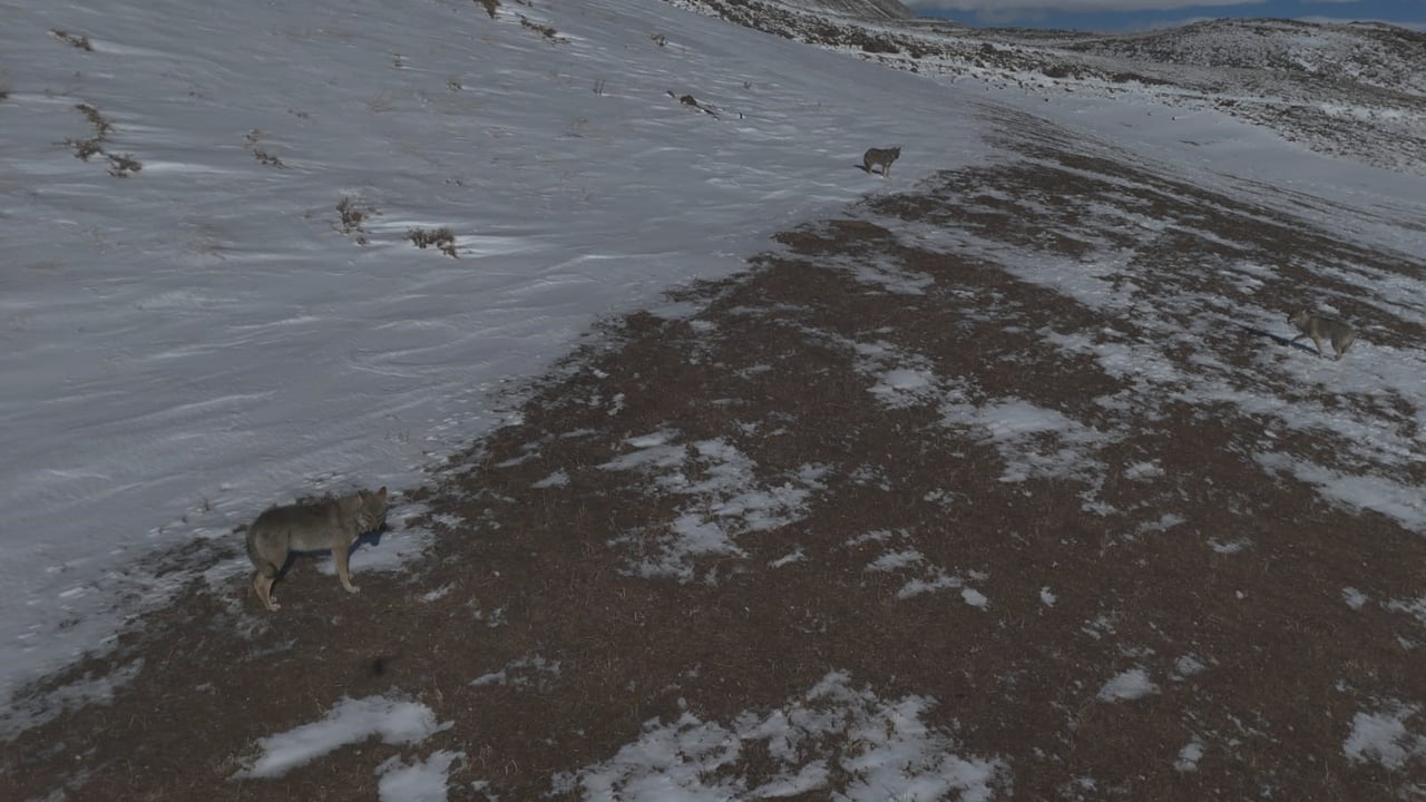 BİTLİS'İN ADİLCEVAZ İLÇESİ AYDINLAR BELDESİNDE DOĞADA NADİR RASTLANAN ANLARDAN BİRİ DRON...