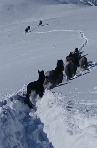 BİTLİS’İN HİZAN İLÇESİNDE YOĞUN KAR YAĞIŞI NEDENİYLE MAHSUR KALAN AT VE KATIRLAR, GÜVENLİK...