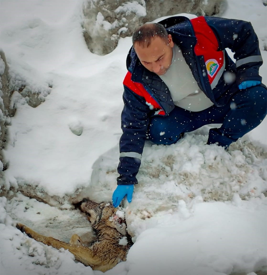 BİTLİS’TE DOĞADA YARALI HALDE BULUNAN BİR KURT, EKİPLERİN ÇALIŞMASIYLA KORUMA ALTINA ALINARAK...