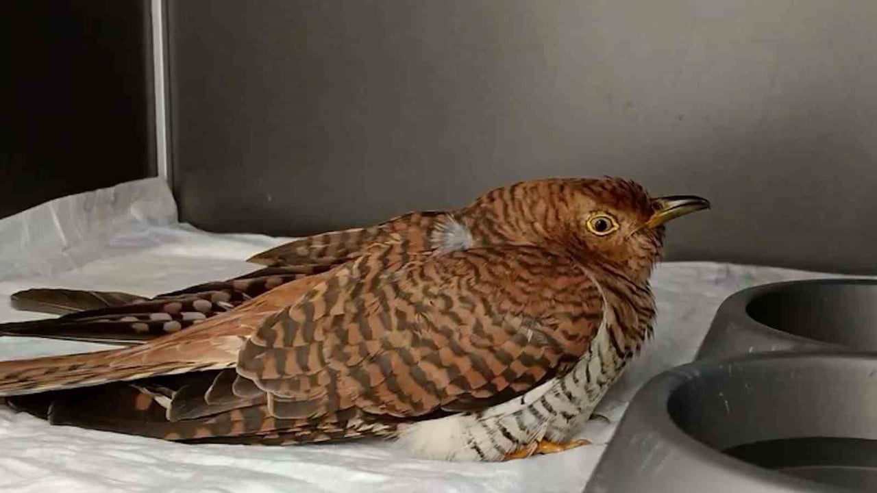 BOLU’DA 2025 YILI BOYUNCA YARALI YA DA BİTKİN HALDE BULUNDUKTAN SONRA TEDAVİ ALTINA ALINAN 132...