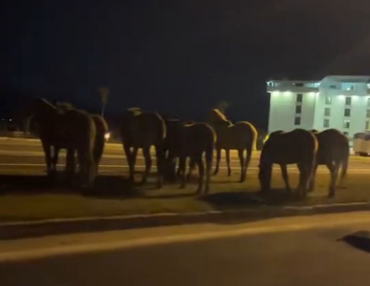 BOLU’DA DOĞAL YAŞAM ALANLARINDAN İNEN YILKI ATLARI, ULUSLARARASI GEÇİŞ GÜZERGAHI OLAN D-100 KARA...
