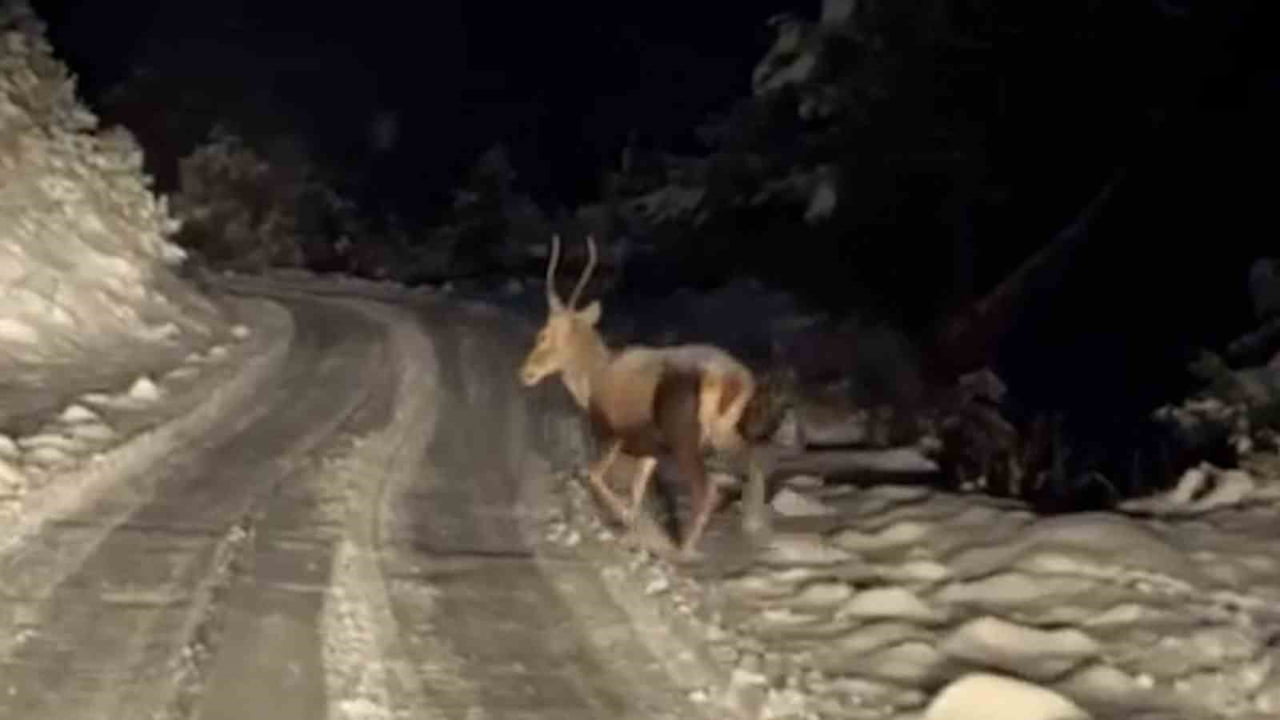 BOLU’NUN GÖYNÜK VE MUDURNU İLÇELERİNDE KAR YAĞIŞININ ARDINDAN BEYAZA BÜRÜNEN DOĞADA YİYECEK ARAYAN...