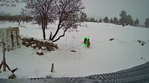 Bozyazı’da kurtlar köye indi: O anlar kamerada