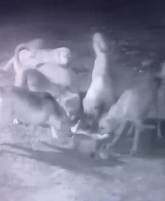 BURDUR'UN BUCAK İLÇESİNDE GECE SAATLERİNDE BAHÇEDE BAĞLI OLAN SAHİPLİ KÖPEĞE, SOKAK KÖPEKLERİ...