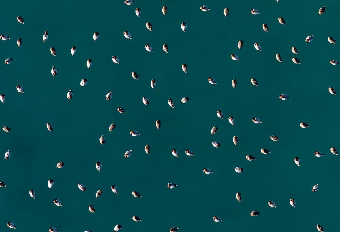 BURDUR’UN YEŞİLOVA İLÇESİNDE YER ALAN SALDA GÖLÜ’NDE, GÖÇ DÖNEMİNDE BÖLGEYE GELEN ELMABAŞ PATKA...
