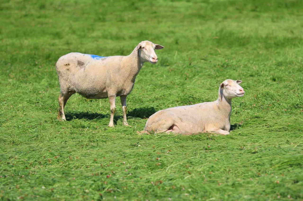 BURSA BÜYÜKŞEHİR BELEDİYE BAŞKANI MUSTAFA BOZBEY, KÜÇÜKBAŞ HAYVANCILIĞI GELİŞTİRME ADINA ÖNEMLİ...