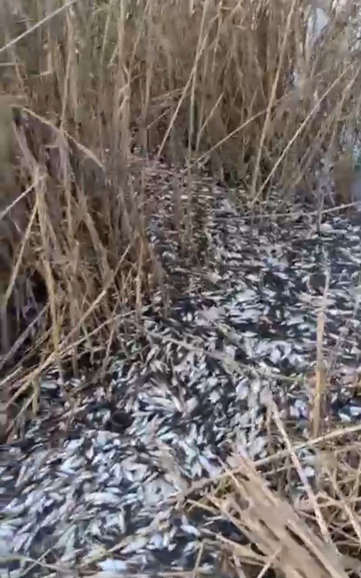 BURSA’DA BİNLERCE BALIĞIN SU YÜZEYİNE ÇIKARAK ÖLDÜĞÜ GÖRÜLDÜ. BALIK ÖLÜMLERİNİN YALNIZCA SOĞUK...
