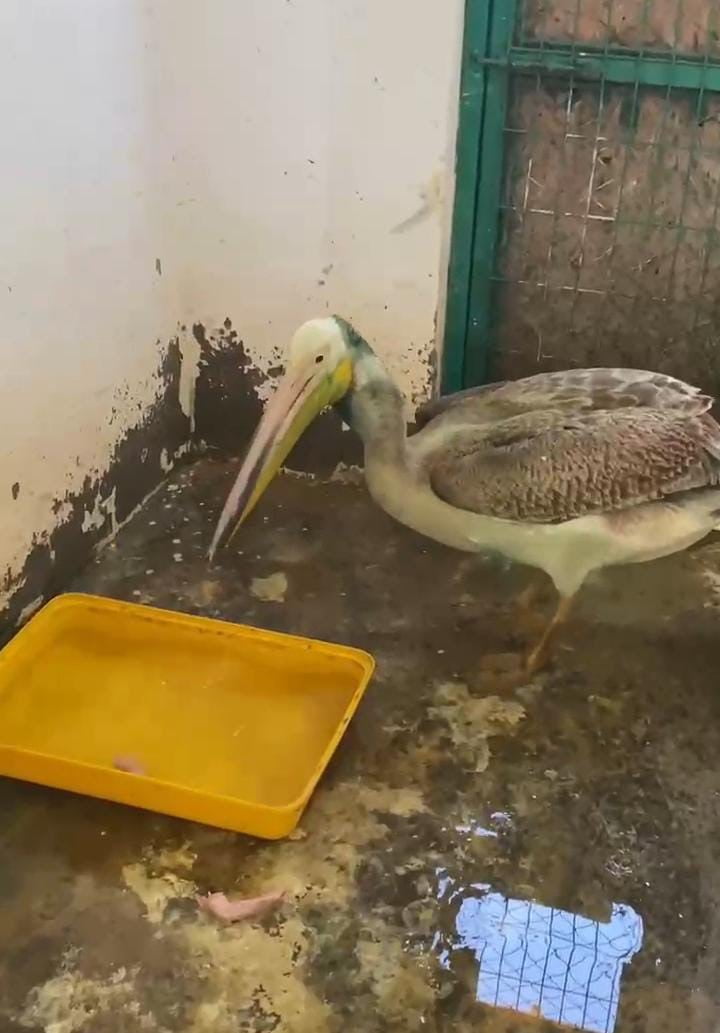 BURSA’DA, ENSE VE BOYUN BÖLGESİNDE OLUŞAN YARALAR NEDENİYLE TEDAVİ ALTINA ALINAN AK PELİKAN...