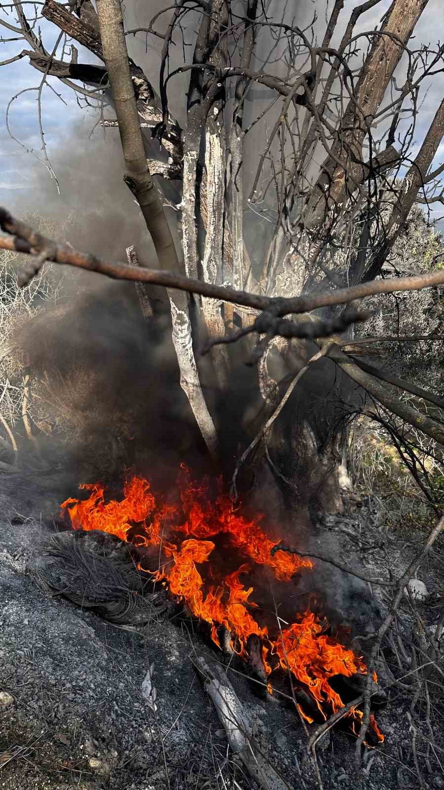 BURSA’NIN MUDANYA İLÇESİNE BAĞLI AYDINPINAR KILIÇBAYIR MEVKİİNDE ÇIKAN ORMAN YANGINI, İTFAİYE...