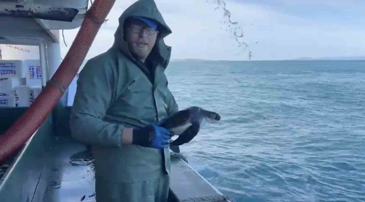 ÇANAKKALE’DE AVA ÇIKAN BALIKÇI TEKNESİ AĞLARINA TAKILAN YAVRU CARETTA CARETTAYI DENİZE GERİ...