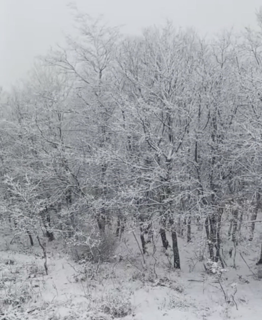 ÇANAKKALE’DE YÜKSEK KESİMLERİ KAR BÜRÜDÜ. KAR ÖRTÜSÜ İLE BEZENEN DOĞADA ADETA KARTPOSTALLIK...