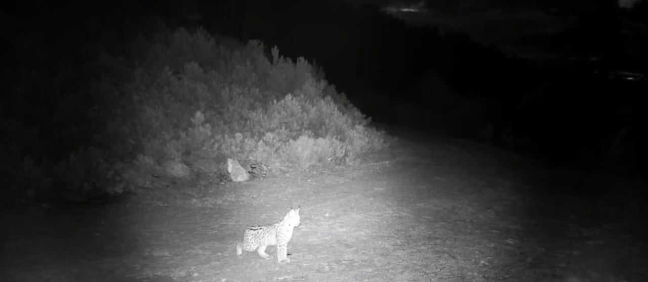 ÇANKIRI’DA DOĞAYA YERLEŞTİRİLEN FOTOKAPAN KAMERALAR, NESLİ TÜKENME TEHLİKESİ ALTINDAKİ VAŞAKLARI...