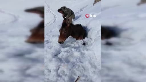 Dağda karda mahsur kalan katırlar kurtarıldı