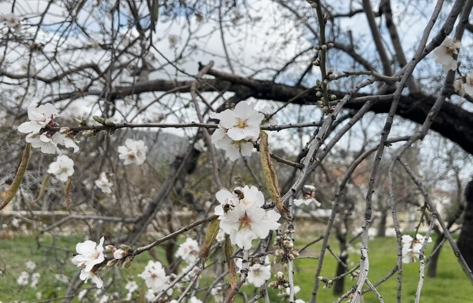DATÇA’DA BADEM AĞAÇLARI KIŞ ORTASINDA ÇİÇEK AÇTI