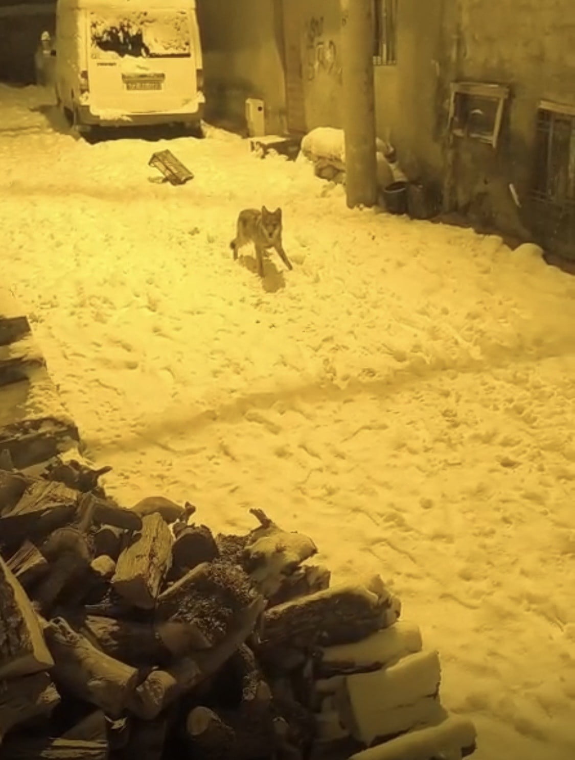 DİYARBAKIR'IN ÇERMİK İLÇESİNDE AÇ KAKAN KURTLAR ŞEHİR MERKEZİNE KADAR İNDİ.