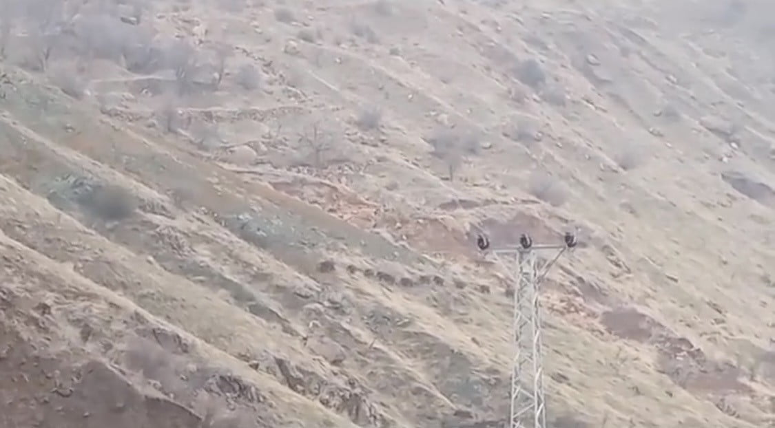 DİYARBAKIR'IN ÇERMİK İLÇESİNDE, AÇ KALAN DOMUZ SÜRÜSÜ, YERLEŞİM YERİNE KADAR İNDİ.