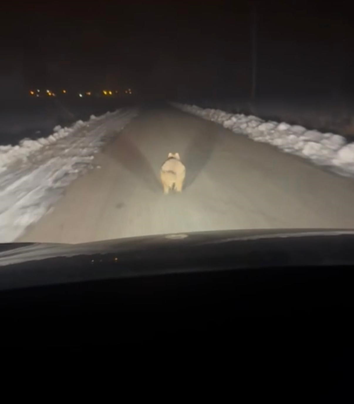DİYARBAKIR'IN ÇINAR İLÇESİNDE MAHALLEYE İNEN BİR KURT, KİLOMETRELERCE ARACIN ÖNÜNDE KOŞARAK...
