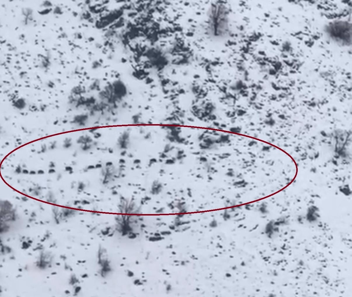 DİYARBAKIR'IN ÇÜNGÜŞ İLÇESİNDE SÜRÜ HALİNDE GEZEN DOMUZLAR GÖRÜNTÜLENDİ.