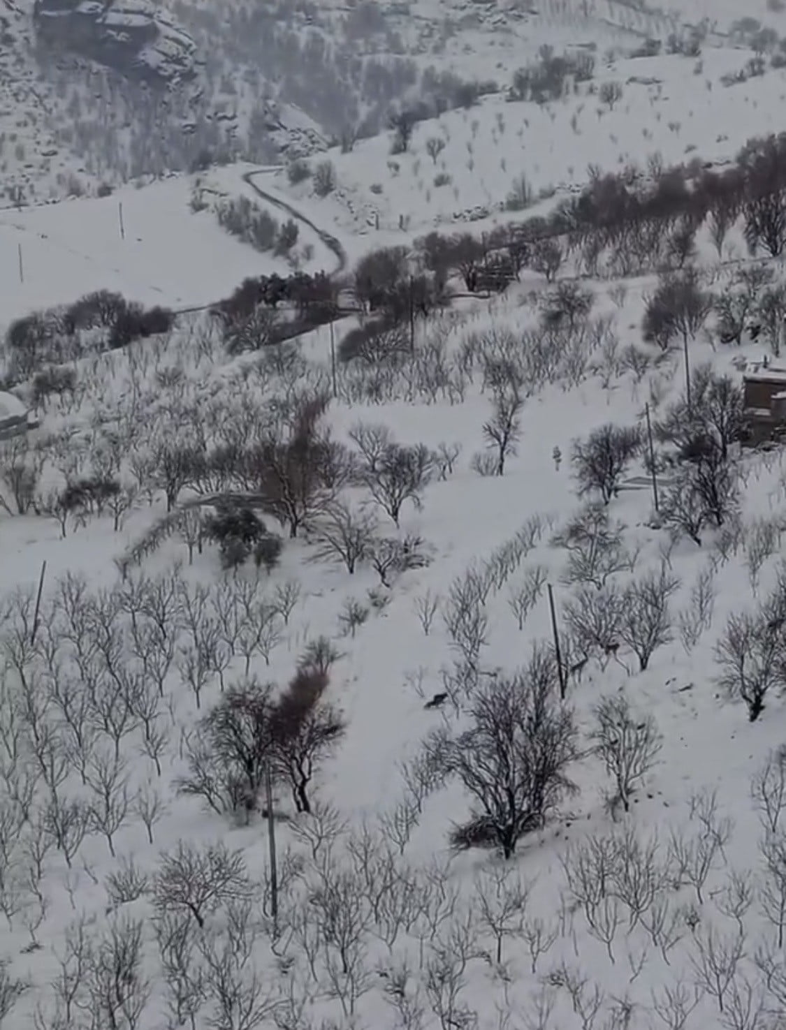 DİYARBAKIR’IN ÇERMİK İLÇESİNDE, DOĞAL YAŞAM ALANLARINDA YİYECEK BULAMAYAN KURT SÜRÜSÜ, YERLEŞİM...