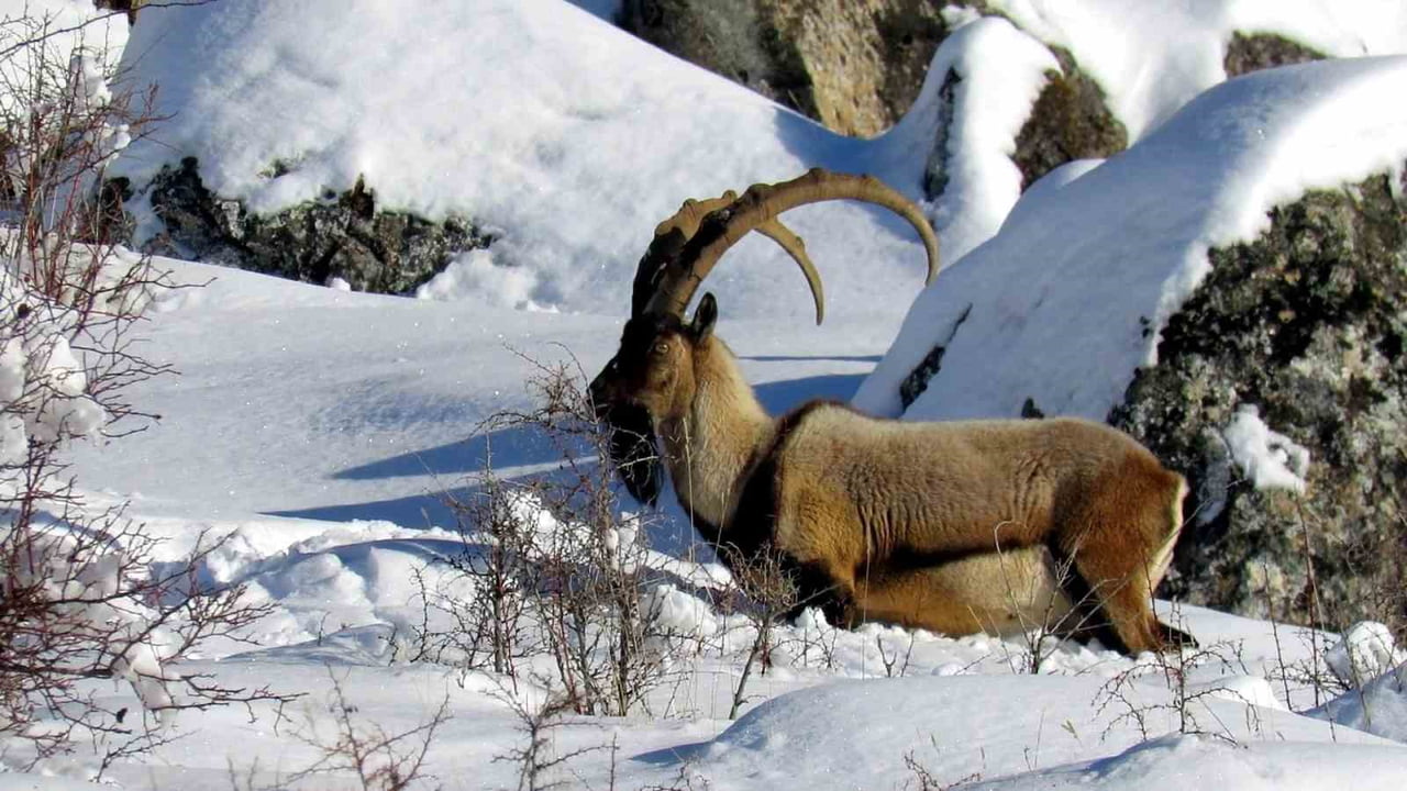 DOĞA KORUMA VE MİLLİ PARKLAR ŞUBE MÜDÜRLÜĞÜ EKİPLERİ TARAFINDAN 2025 YILI SONUNDA GERÇEKLEŞTİRİLEN...